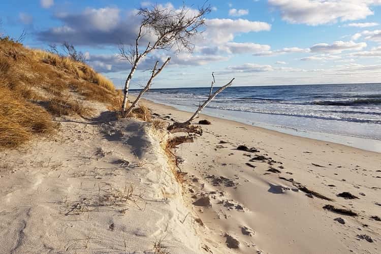 Sandy beach with forest next to it