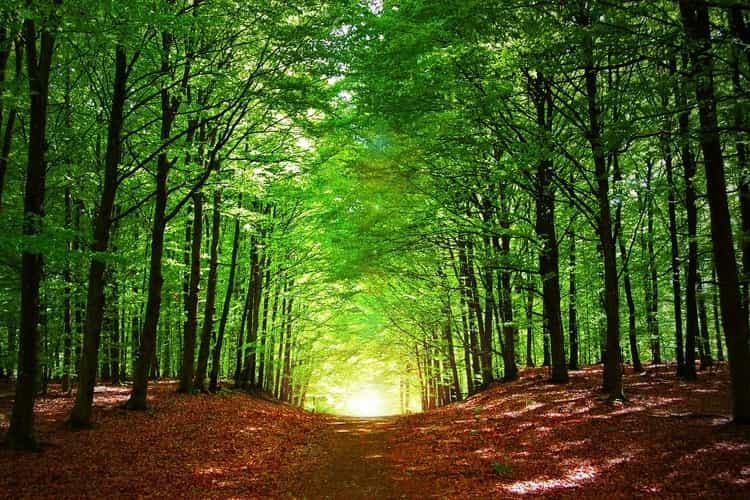 pine forest with sunbeams breaking through the trees